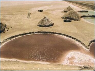 تزخر منطقة دوز وشط الجريد