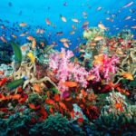 مدينة شرم الشيخ واحدة