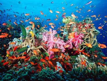 مدينة شرم الشيخ واحدة